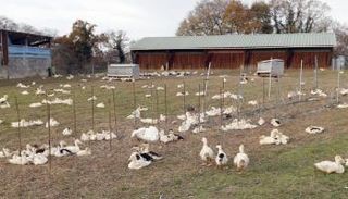 بط في مزرعة دواجن بجنوب غرب فرنسا