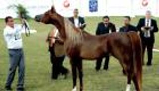 مهرجان الشارقة للجواد العربي ينطلق الأربعاء