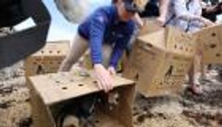 بالصور.. إعادة بطاريق إفريقية لموطنها بعد إنقاذها