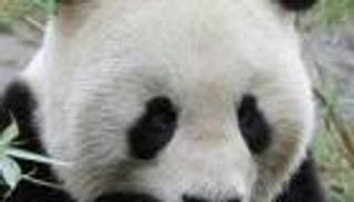 نفوق ذكر باندا بحديقة حيوان في فيينا