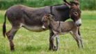 "الحمير".. أحدث وسائل حكومة مصر لجذب العملة الأجنبية