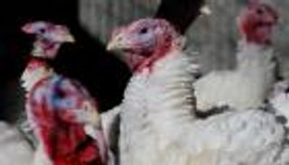 كوريا الجنوبية ترفع مستوى التحذير من إنفلونزا الطيور لأعلى مستوى