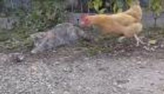 بالفيديو.. دجاجة تلقن قطا درسا في صيد الجرذان