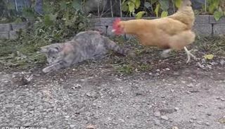 الدجاجة خطفت الفأر