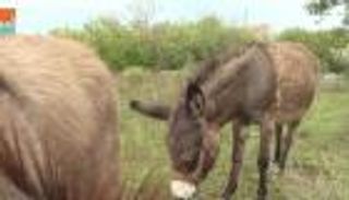 حليب الحمير.. فوائد لن تصدقها