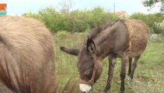حليب الحمير.. فوائد عديدة