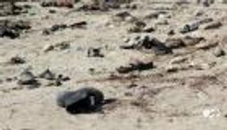 43 قتيلا في هجوم عدن الإرهابي وداعش يتبنى العملية