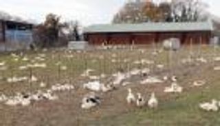 إعدام 300 ألف بطة ودجاجة في هولندا