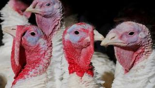 إنفلونزا الطيور تهاجم آسيا بضراوة