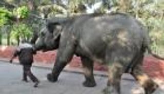 الاكتئاب يهدد حياة حيوانات حديقة الجيزة .. السر في "غرفة الإعدام"