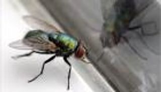 هل تعلم عدد الذباب؟.. علماء بريطانيا فعلوها!