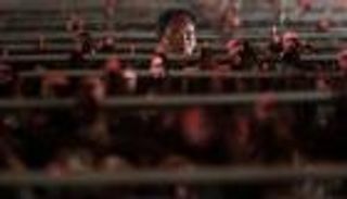 مدينة صينية تعلق بيع الدواجن الحية خوفا من أنفلونزا الطيور