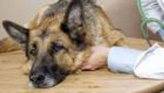 "مربو الكلاب" بمصر.. صوت غير مسموع بأزمة الدولار