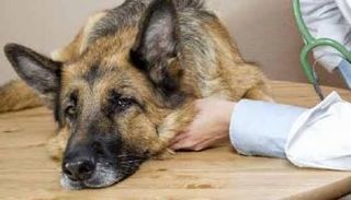 نقص الأدوية يهدد صحة الحيوانات في العيادات البيطرية 