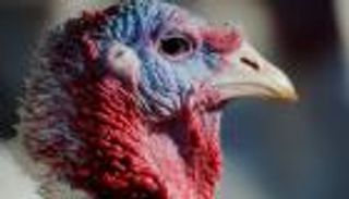 فيروس "شديد العدوى" يجبر ألمانيا على إعدام 55 ألفا من الدواجن