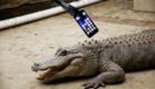 بالفيديو.. آيفون 7 بين فكي تمساح