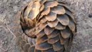 بالصور.. منع محاولة تهريب قشور "أم قرفة" بالصين