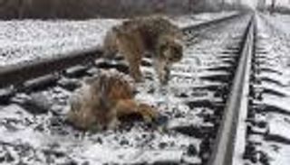 فيديو.. كلب يرافق صديقته الجريحة ليومين على قضبان قطار