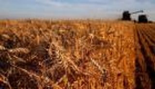 المغرب.. شراء قمح من مناشئ الاتحاد الأوروبي وأمريكا