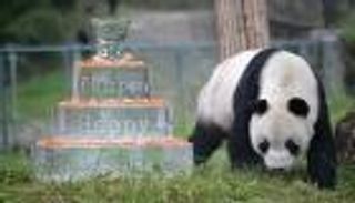 وداعا "بان بان".. نفوق أكبر ذكر باندا في العالم