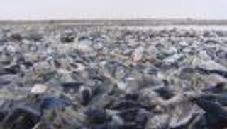 قناديل البحر تطفو على أحد الشواطئ الهولندية.. تعرف على السبب