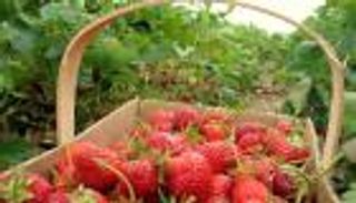 مصر تجني 350 مليون دولار بعد رفع الحظر الدولي عن "الفراولة"