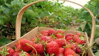 الفراولة المصرية تحظى بثقة عالمية