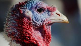 إنفلونزا الطيور تصل أيرلندا