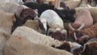 إنفوجراف.. أسعار الأضحية في الأسواق العربية