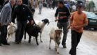 أضحية الأردنيين.. روحانيات ومباهاة ومآرب أخرى