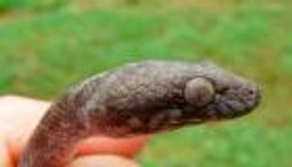 بالصور.. اكتشاف ثعابين بعيون قط شمال مدغشقر