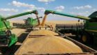 حرب "الإرجوت".. مصر ترفض شحنة جديد من القمح الروسي