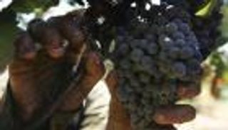 "عض الأصابع".. موسكو توقف واردات الفواكه والخضراوات المصرية