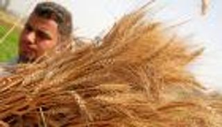 تجار أوروبيون لمصر: شرط خلو القمح من الإرجوت مستحيل