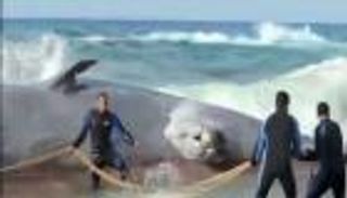 وزير مصري لـ"العين": أشلاء الطائرة المنكوبة ليست سببا لظهور الحيتان