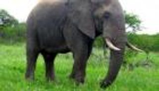 سيلفي ينتهي بمصرع صاحبه دهسا تحت أقدام فيل