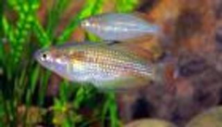 علماء يكشفون أسرار "غناء" ذكور نوع من السمك خلال الليل فقط