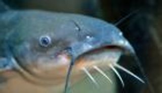 أسماك القط "تتزاحم" على ضفة نهر بالهند