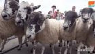 "خراف" في شوارع لندن على طريقة العصور الوسطى