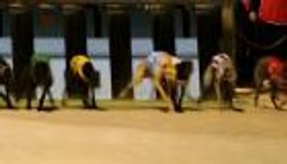 أستراليا تتجه لحظر سباقات الكلاب السلوقية