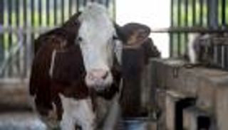 نفوق 22 بقرة في فرنسا.. والسبب غريب