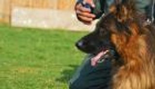 بالصور.. مركز لعلاج اكتئاب الكلاب في مصر