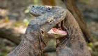 بالفيديو.. معركة سحالي من أجل السيادة