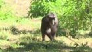 أبحاث فرنسية تربط بين عقل الإنسان والحيوان