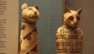 الصلة بين الإنسان والحيوان.. في متحف للتحنيط بنيويورك