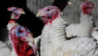 إنفلونزا الطيور تستهدف البشر في الصين