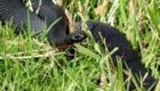 امرأة تعود لعائلتها بعد وفاتها بـ40 عاما بلدغة أفعى