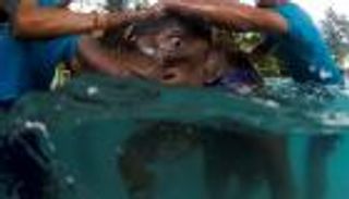 بالصور.. علاج فيل صغير بالماء من جرح بالقدم