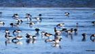 دراسة: تغير المناخ يساعد في تكاثر الأوز المهاجر