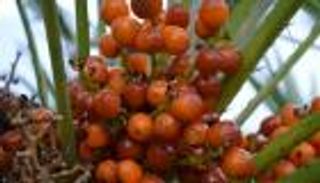 إنفوجراف.. هيئة البيئة في أبوظبي تحمي نخيل القزم النادر